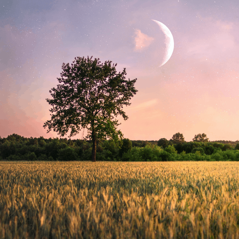 <a href="https://it.freepik.com/foto-gratuito/unico-albero-nel-campo-e-una-luna-sopra-di-esso_11206361.htm#fromView=search&page=1&position=7&uuid=189ae429-812c-4e05-9391-6952990e1554">Immagine di wirestock su Freepik</a>